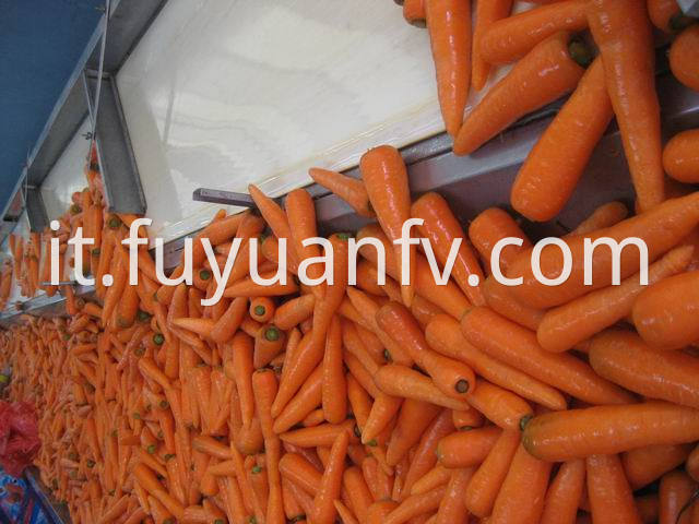 carrot